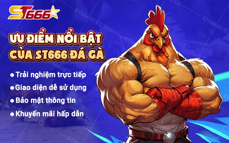 Ưu điểm nổi bật của ST666 đá gà